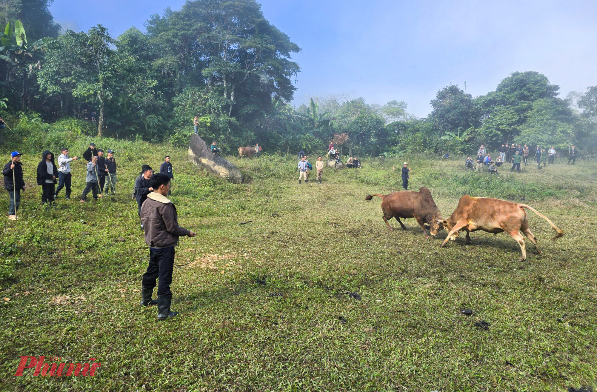 Ông Lầu Giống Bó (55 tuổi, trú bản Tồng Khư, xã Na Ngoi) cho biết, chọi bò thường được người Mông tổ chức như một ngày hội lớn của cộng đồng. Đây cũng là dịp để những người chăn nuôi gặp gỡ, trao đổi kinh nghiệm chăm sóc, vỗ béo đàn bò.