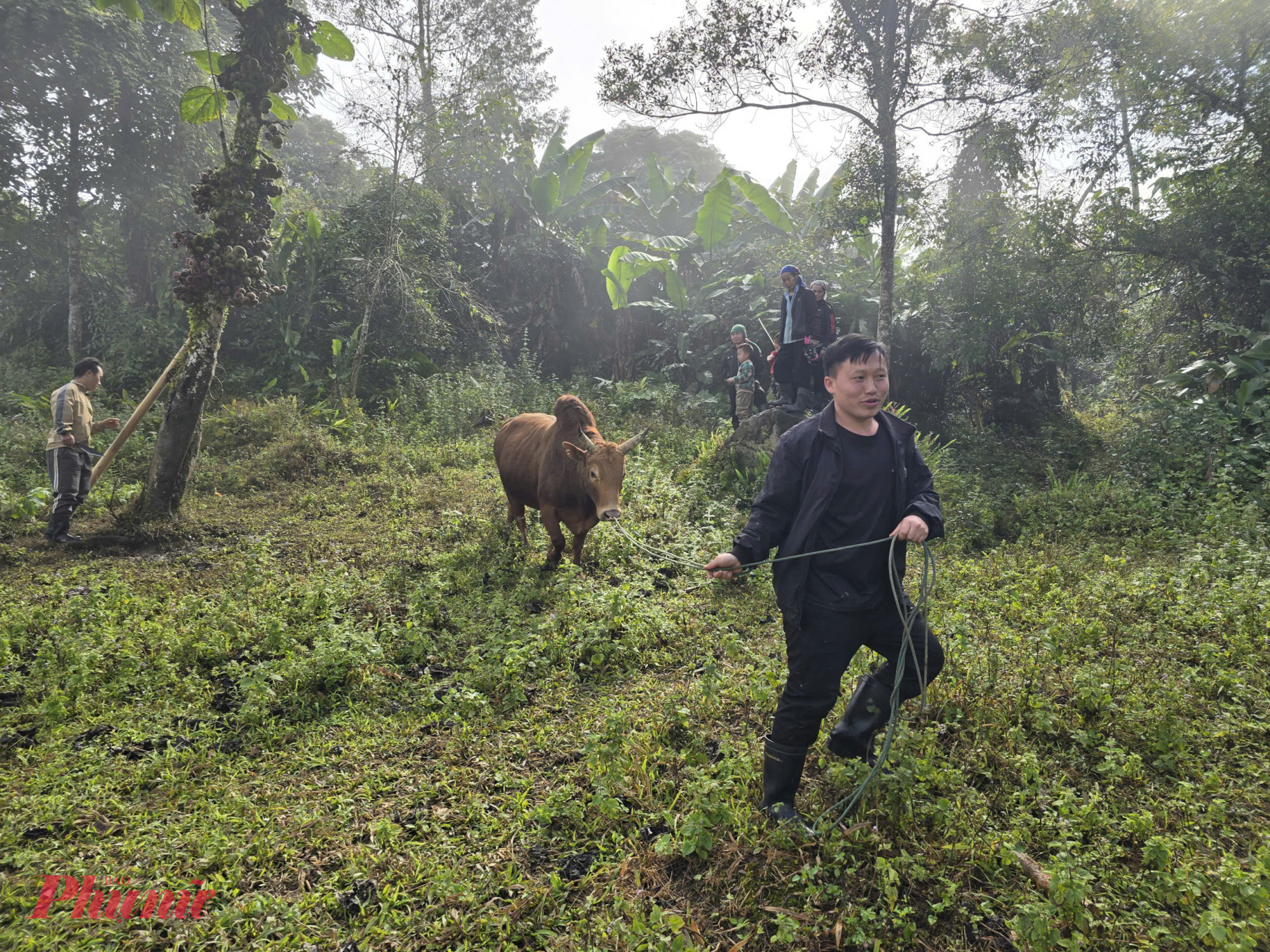 Giải thưởng của hội bò chận không chỉ nằm ở thắng - thua. Ông Xồng Bá Nia (trú bản Buộc Mú, xã Na Ngoi) nói rằng, điều quý giá hơn cả là niềm vui, sự háo hức của người nuôi và người xem. Những con bò chọi hay, thắng trận sẽ được “ghi danh”, tạo tiếng vang cho chủ nuôi, đồng thời nâng giá trị trên “thị trường chuyển nhượng”.