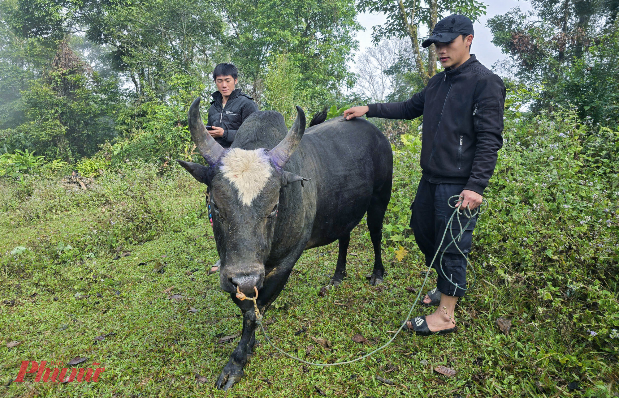 Anh anh Xồng Bá Nênh (trú bản Buộc Mú, xã Na Ngoi) cho biết, bò chận là con vật thân thiết, được chăm sóc kỹ lưỡng. Hằng ngày, người dân chăm sóc, rèn luyện cho bò bằng cách cho leo dốc, vượt đèo cao để tăng sức bền, độ dẻo dai. Trước khi tham dự hội thi, những “đấu sĩ” bò còn được chăm sóc đặc biệt, tăng khẩu phần ăn so với ngày thường nhằm tích trữ thêm năng lượng cho cuộc tranh tài.