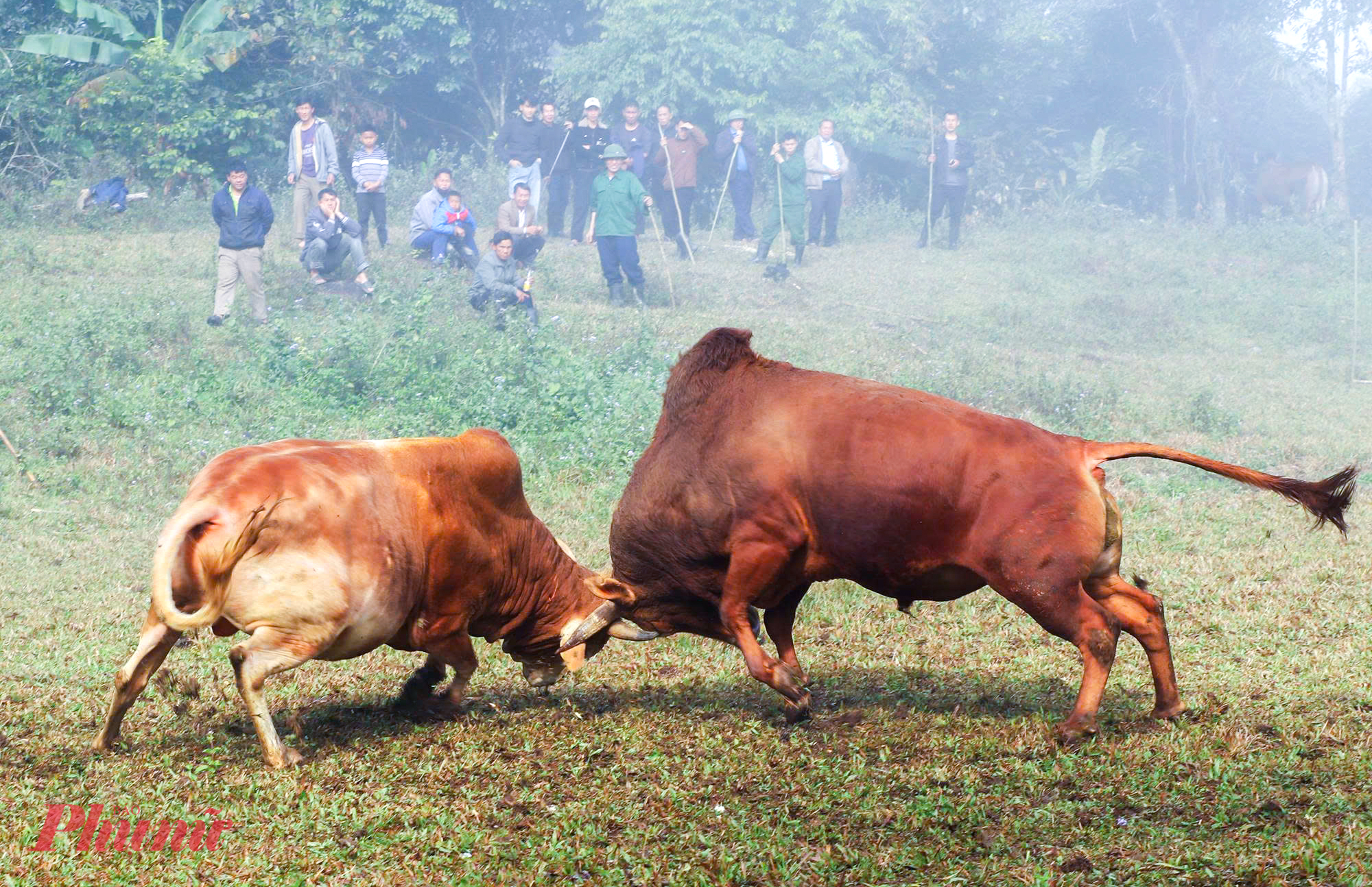 Theo ông Bó, ngoài tết Nguyên đán, người Mông còn tổ chức chọi bò vào những ngày lễ lớn của dân tộc như Quốc khánh 2/9, Ngày hội đại đoàn kết, hay trong các dịp quan trọng của gia đình như lễ làm vía, đám cưới… để góp thêm niềm vui, gắn kết cộng đồng.