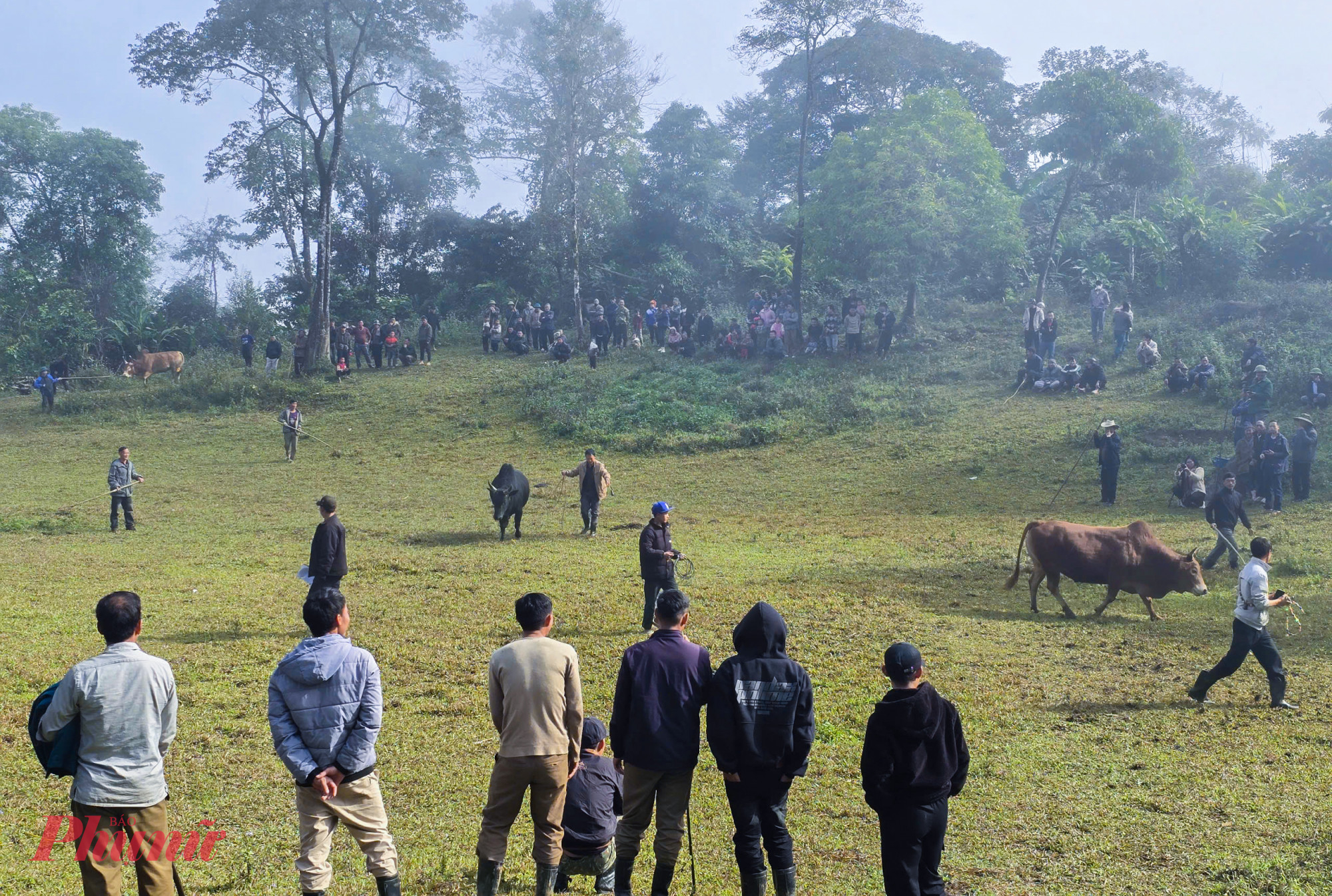 Với đồng bào Mông ở Nghệ An, những con bò khỏe mạnh, sung sức không chỉ gắn với sinh kế mà còn là biểu tượng của niềm tự hào, may mắn và hạnh phúc sau mỗi mùa hội, ngày vui của gia đình. Tại các địa bàn có đông người Mông sinh sống như Na Ngoi, Mường Lống… hội chọi bò (còn được gọi là hội bò chận”) luôn được tổ chức như một ngày hội lớn của cộng đồng. 