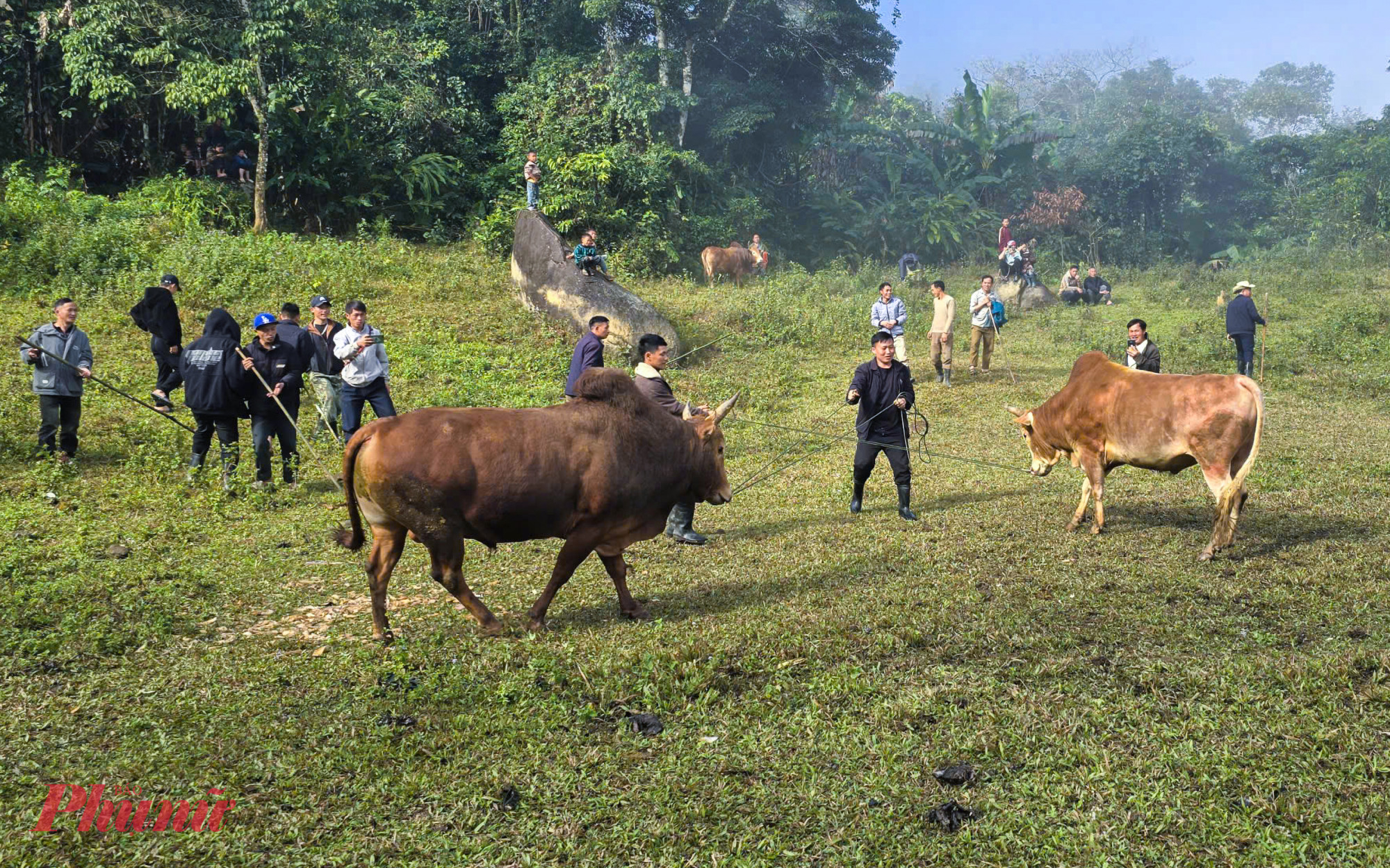 Chọi bò từ lâu đã trở thành nét đẹp văn hóa không thể thiếu trong đời sống của đồng bào Mông ở Nghệ An. Mỗi dịp tết Nguyên đán, người dân các bản làng lại tổ chức chọi bò, tạo nên không khí lễ hội rộn ràng khắp vùng cao.
