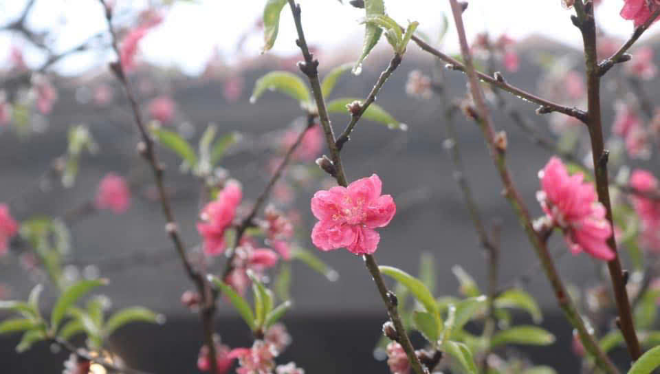 Một mùa xuân mới lại sắp trôi qua...