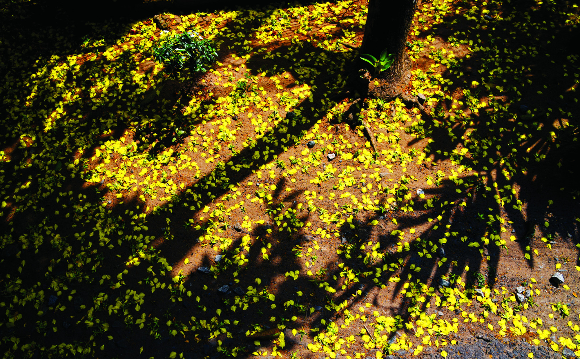 Dẫu buồn hay vui, mọi thứ đều như những bông hoa đã rụng xuống hiên nhà...