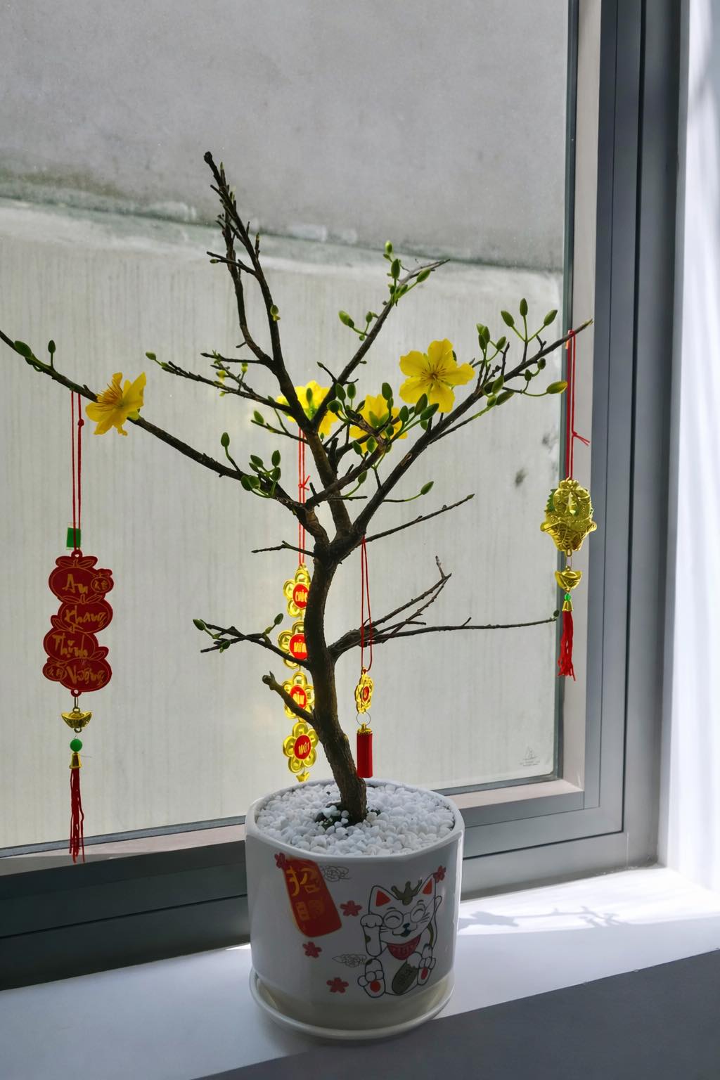 Tôi chọn mua 1 chậu mai nhỏ thay vì cành đào hay chậu quất to như mọi năm.