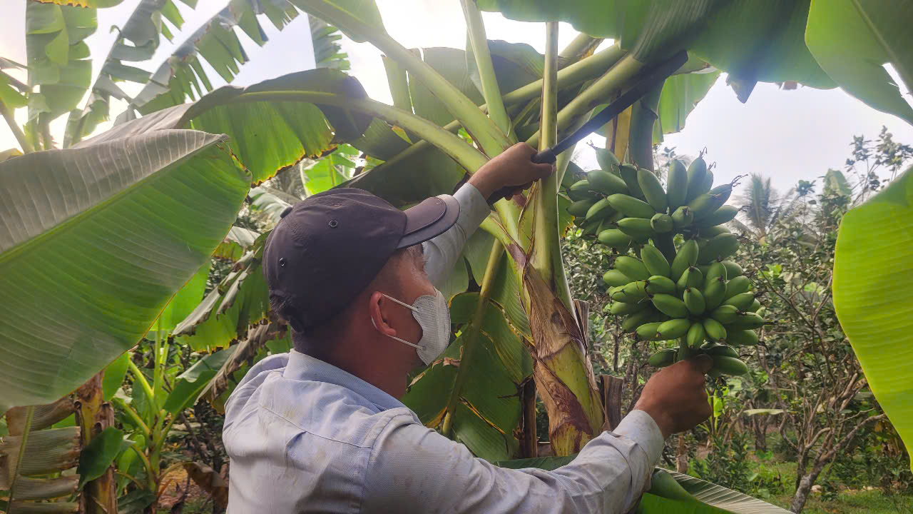 Buồng chuối cau cha mẹ để dành cho con cháu. Ảnh: Ngọc Nữ