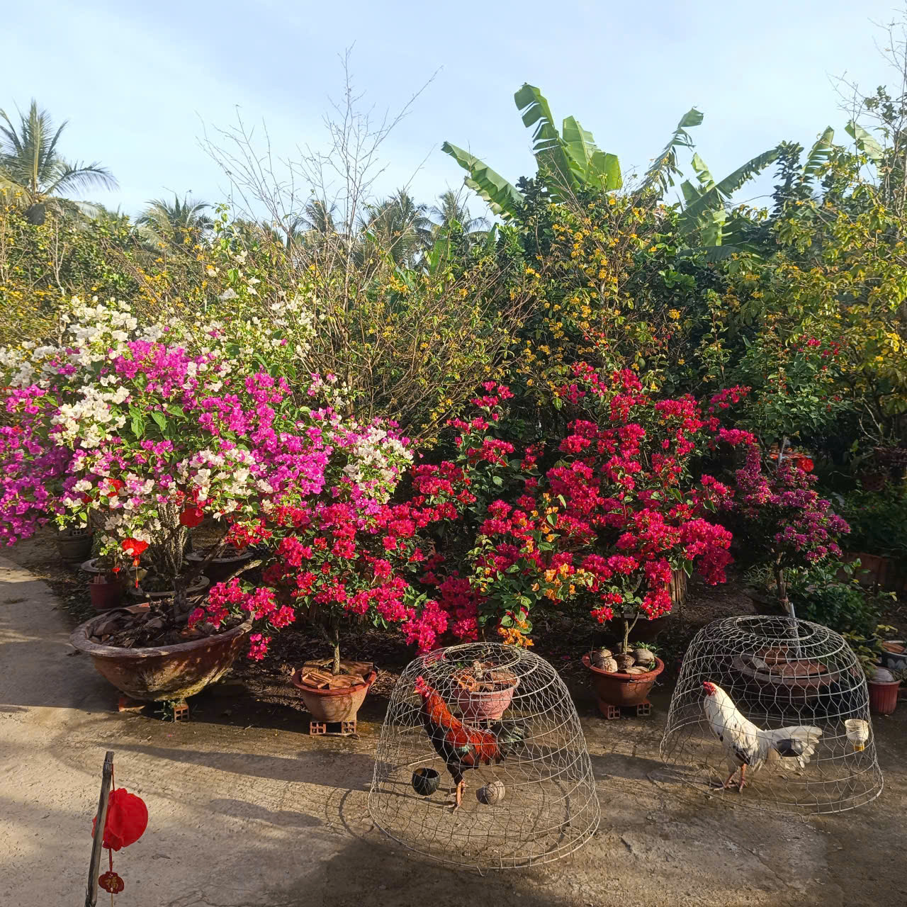 Góc vườn quê yên bình được cha mẹ chăm chút. Ảnh: Ngọc Nữ