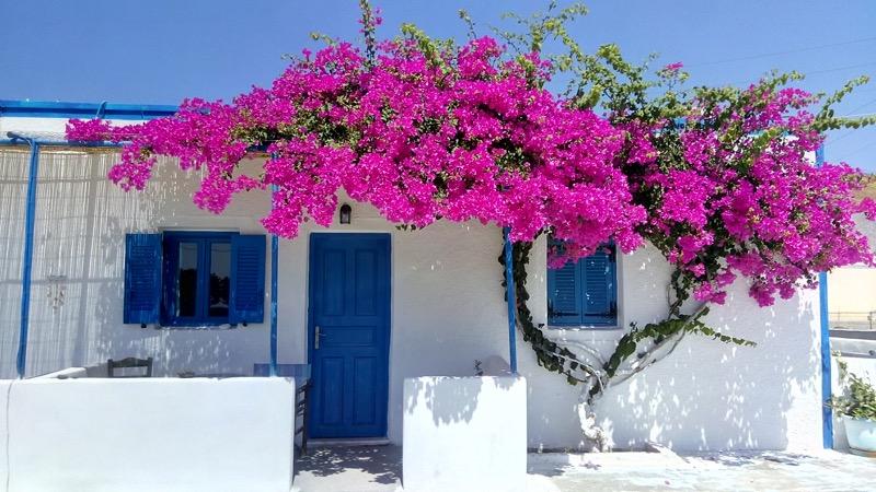 Hoa giấy là loài cây quốc dân mang lại vẻ rực rỡ cho ban công hay cổng nhà. Tháng 3, khi tiết trời ấm dần, là thời điểm lý tưởng để giâm cành loài hoa này. Bạn nên chọn những cành bánh tẻ (không quá già cũng không quá non), cắt đoạn khoảng 15-20cm và tỉa bớt lá để giảm thoát nước. Bí quyết để thành công là vát chéo gốc cành và cắm vào đất tơi xốp, thoát nước tốt. Nếu có điều kiện, hãy sử dụng thêm hormone kích rễ để cây nhanh bén duyên với đất mới. Chỉ sau khoảng 3-4 tuần, những mầm non đầu tiên sẽ nhú lên, hứa hẹn một giàn hoa rực rỡ sắc màu cho không gian sống của bạn.