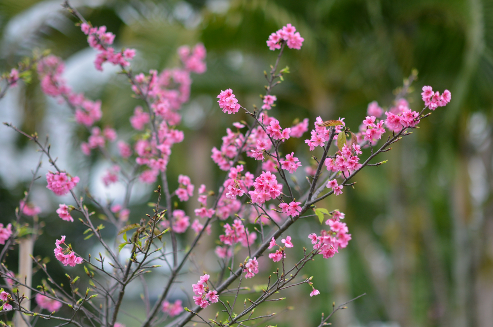 Nếu may mắn sở hữu một gốc đào đẹp dịp Tết, bạn hoàn toàn có thể thử vận may bằng cách giâm cành vào tháng 3 – thời điểm cây bắt đầu đâm chồi nảy lộc mạnh mẽ nhất. Hãy chọn những cành bánh tẻ khỏe mạnh, cắt đoạn khoảng 20cm và xử lý bằng thuốc kích thích ra rễ cực mạnh để tăng tỉ lệ thành công. Đào rất nhạy cảm với độ ẩm, vì vậy chị em cần giâm vào bầu cát sạch hoặc giá thể thoát nước tốt, đồng thời che phủ bằng túi nilon để giữ ẩm ổn định - Ảnh: Bảo Khang