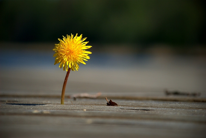 Mình 40 tuổi, mình thất bại rồi... Cuộc sống sẽ luôn nở hoa trên những bước chân nỗ lực vì hạnh phúc của bao người...