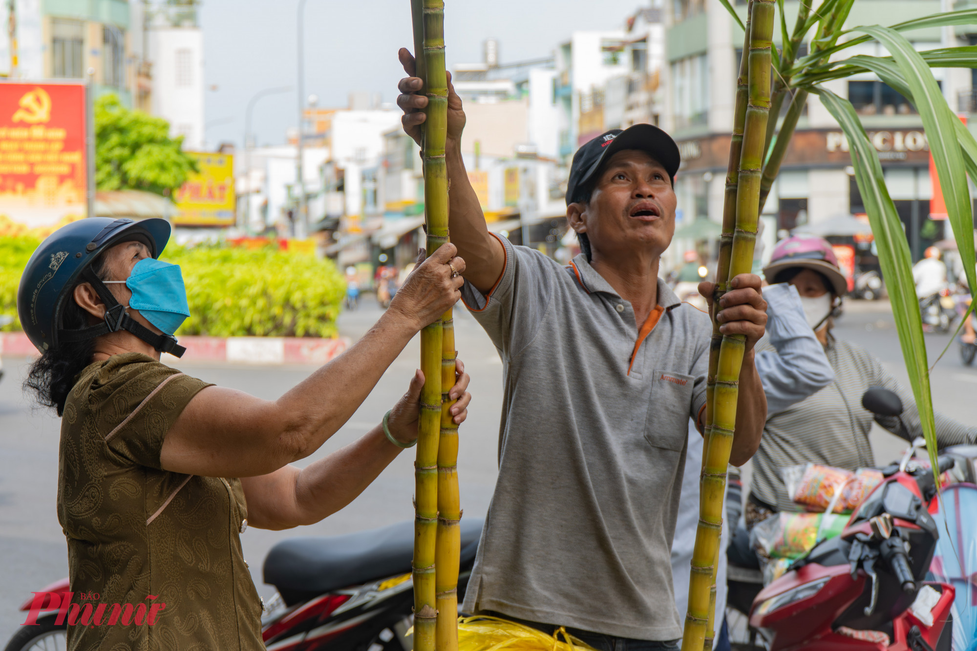 Những cây mía vàng ươm được tuyển chọn phải có chiều cao trên 2m, thân to, mạnh khỏe. Đặc biệt, mía phải còn nguyên lá tươi xanh ở phần ngọn mới được người dân TPHCM chọn mua.