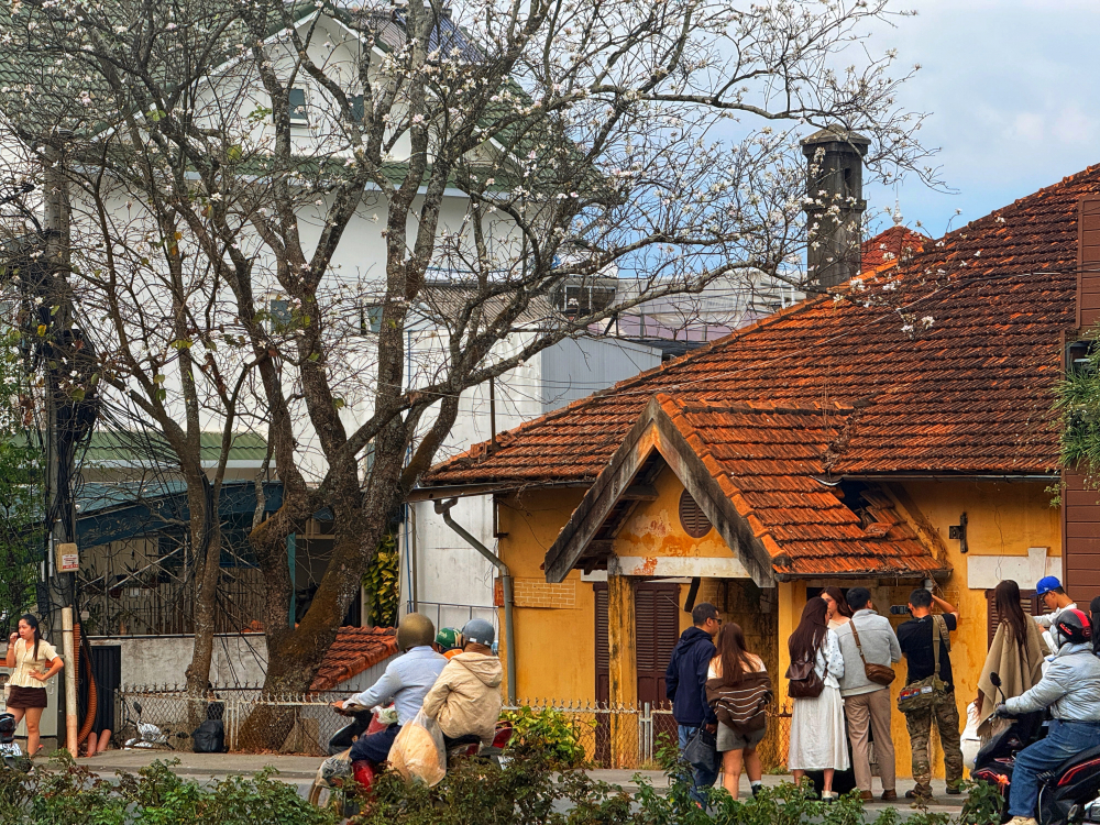 Đông đảo du khách dừng chân, chụp ảnh lưu niệm dưới tán hoa ban trắng đang độ nở rộ. Vẻ đẹp thanh tao của loài hoa Tây Bắc kết hợp cùng kiến trúc di sản rêu phong tạo nên một điểm đến check-in khó bỏ qua trong những ngày đầu năm tại thành phố sương mù.