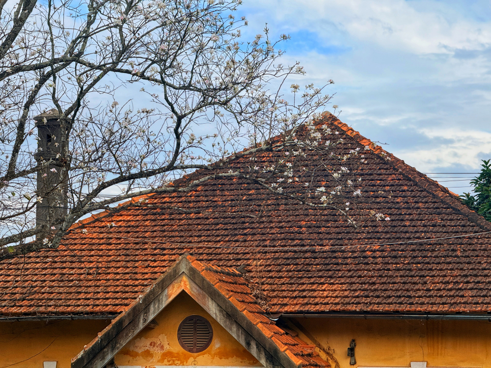 Sự tương phản giữa sắc hoa thanh tao, nền trời xanh nhạt và màu ngói đậm chất thời gian tạo nên một góc nhìn đặc trưng cho vẻ đẹp phố núi những ngày đầu năm