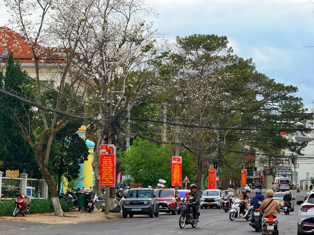 Hàng hoa ban được trồng thẳng tắp, vươn cao dọc hai bên đường Quang Trung (Phường 9, TP. Đà Lạt) đang độ bung nở trắng xóa. Với tán cây cao vút và mật độ hoa dày đặc, đây là cung đường lý tưởng để du khách tản bộ, thưởng ngoạn vẻ đẹp tinh khôi của loài hoa đặc trưng vùng cao Bắc Bộ nay đã bén rễ và trở thành một biểu tượng mới của phố núi.