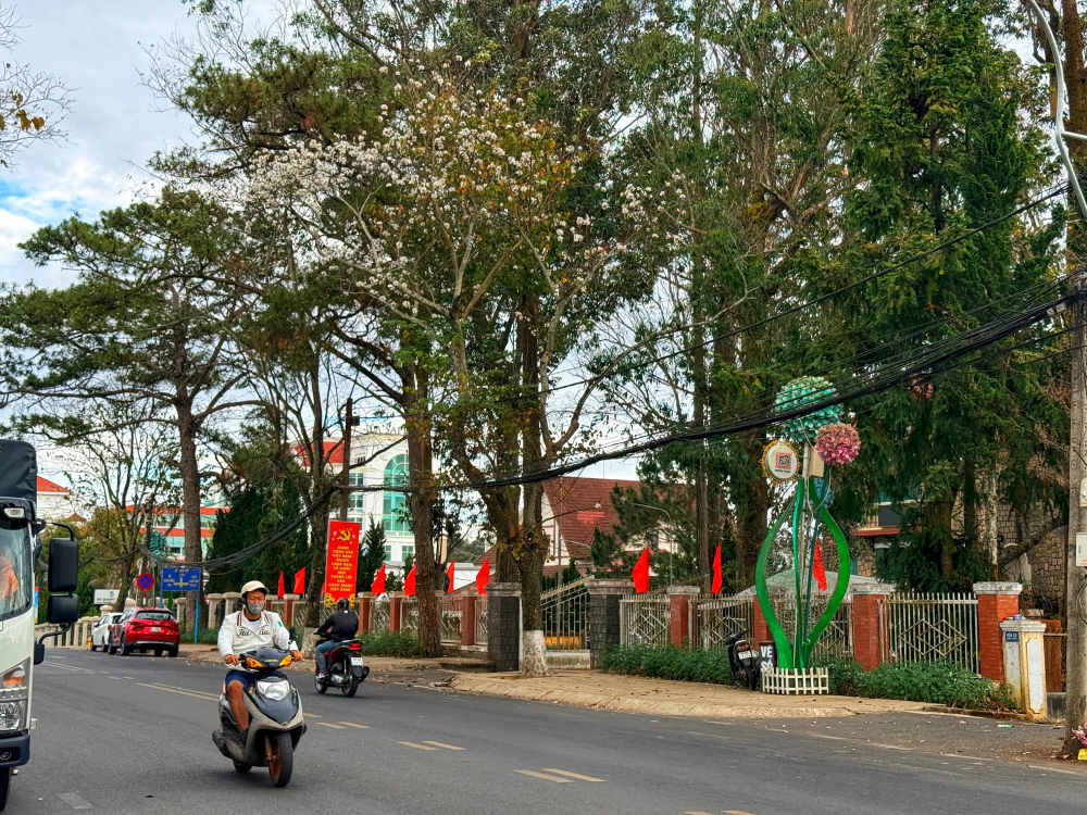 Với tán cây cao vút và mật độ hoa dày đặc, đường Quang Trung là cung đường lý tưởng để du khách tản bộ, thưởng ngoạn vẻ đẹp tinh khôi của loài hoa đặc trưng vùng cao Tây Bắc nay đã bén rễ ở Đà Lạt.