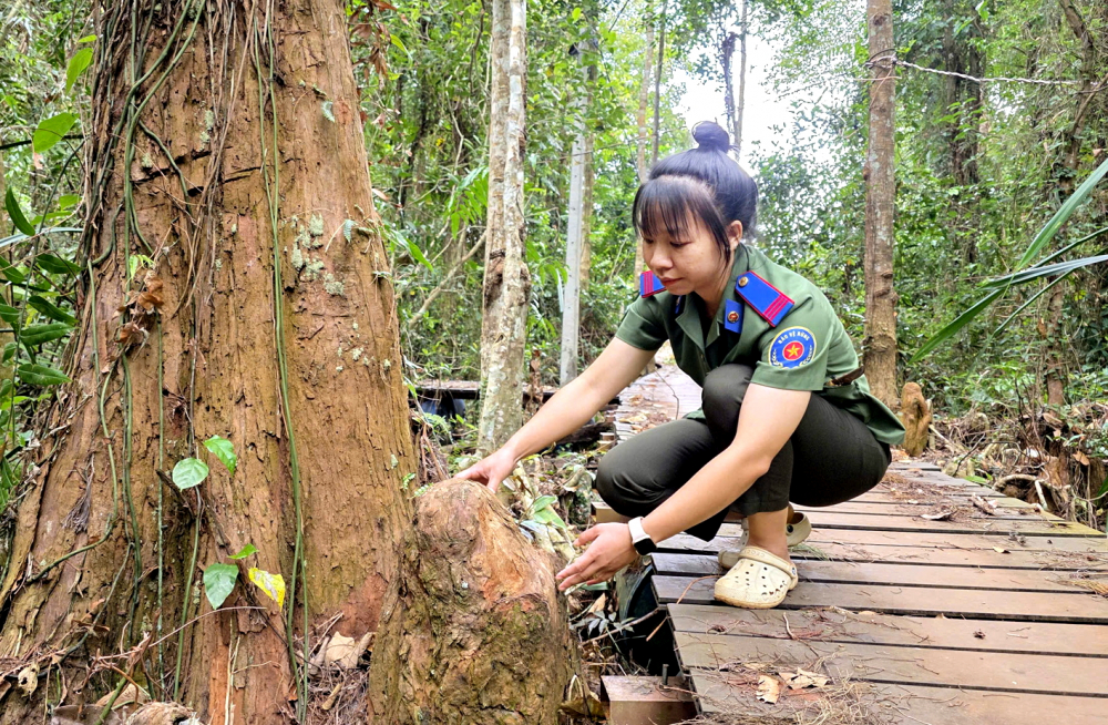 Chị Nguyễn Thị Mai Đào đã gắn bó với việc quản lý bảo vệ rừng thủy tùng gần 5 năm qua