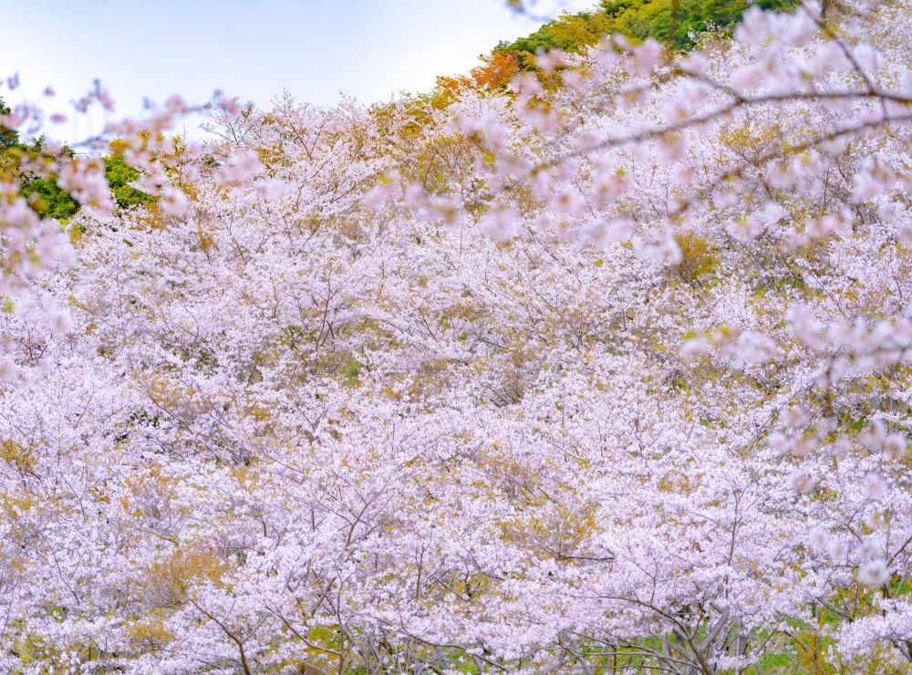 Hoa anh đào nở rộ dọc theo triền núi, khu vực công viên Hanatate.