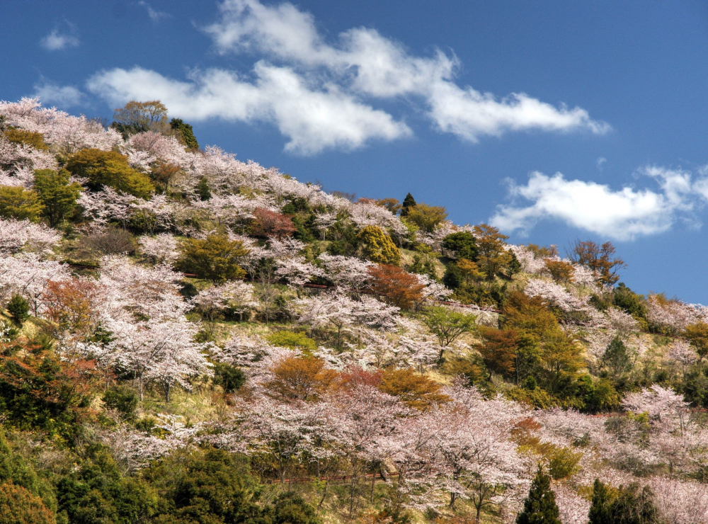 Hoa đào mọc ven triền núi, tạo nên cảnh tượng đẹp mắt, thu hút du khách.