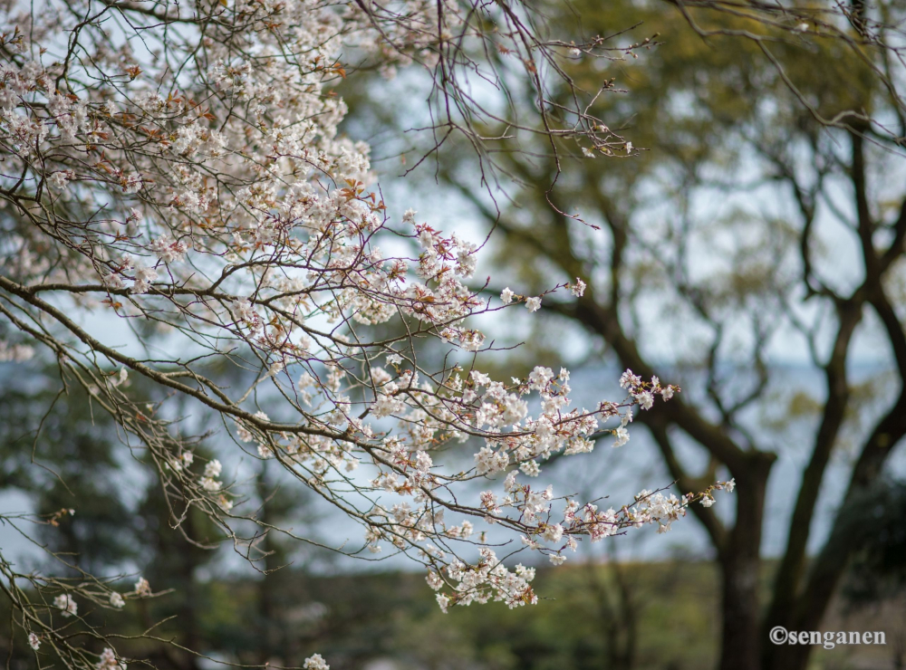 Hoa anh đào khoe sắc trong khu vườn. Ảnh: Senganen