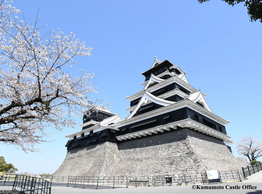 Thành Kumamoto, tuổi đời hàng trăm năm tuổi được điểm tô bởi hoa anh đào vào mùa xuân. Ảnh: Kumamoto Castle Office.