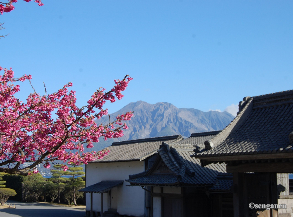 Hoa anh đào Kanhizakura nở rộ. Ảnh: Senganen