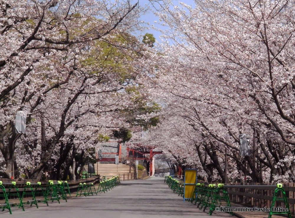 Hoa anh đào khoe sắc trong khuôn viên Thành Kumamoto. Ảnh: Kumamoto Castle Office