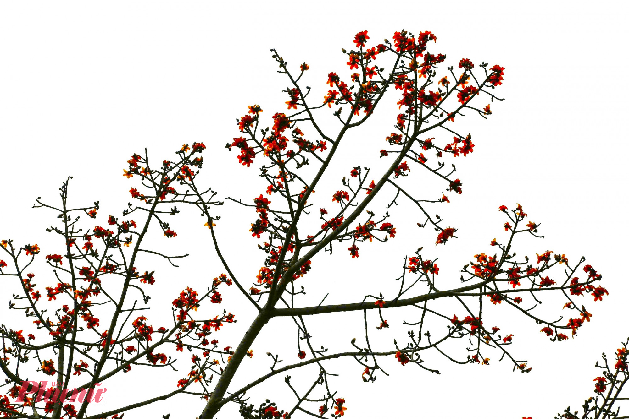 Giữa không gian cao rộng của đại ngàn, sắc đỏ ấy bất ngờ bừng lên, đánh thức núi rừng sau những tháng ngày mùa đông trầm lắng.