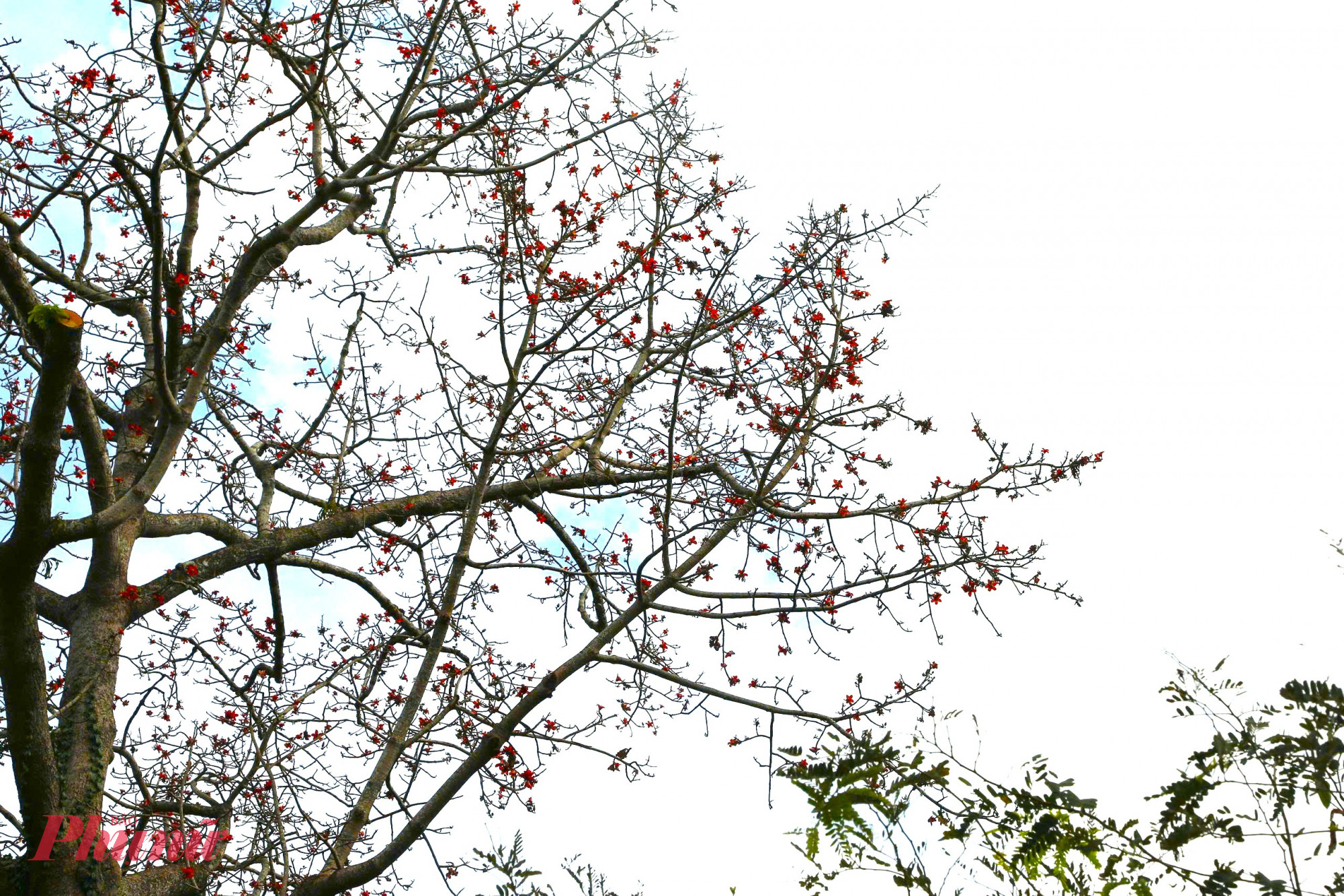 Pơ lang trút bỏ lớp lá xanh quen thuộc, để lại những cành khẳng khiu vươn lên nền trời. Dáng cây pơ lang trơ trụi mà mạnh mẽ, như tạc nên khí chất can trường, trung trực và bền bỉ của con người vùng đất đỏ bazan. 