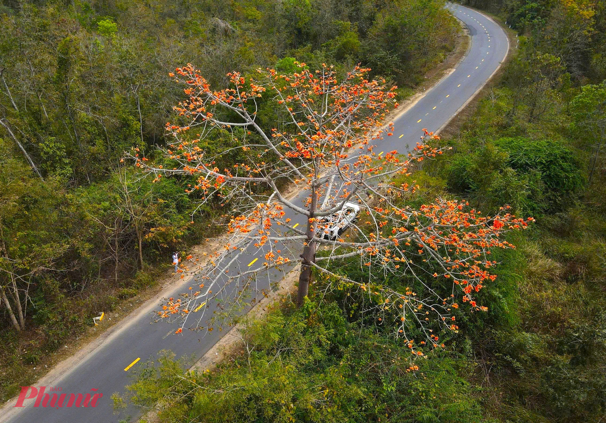 Mỗi mùa pơ lang bung nở cũng là mỗi lần đại ngàn như được thắp lửa – ngọn lửa của hy vọng, của khát vọng hạnh phúc và tình yêu son sắt với đất đỏ bazan. 