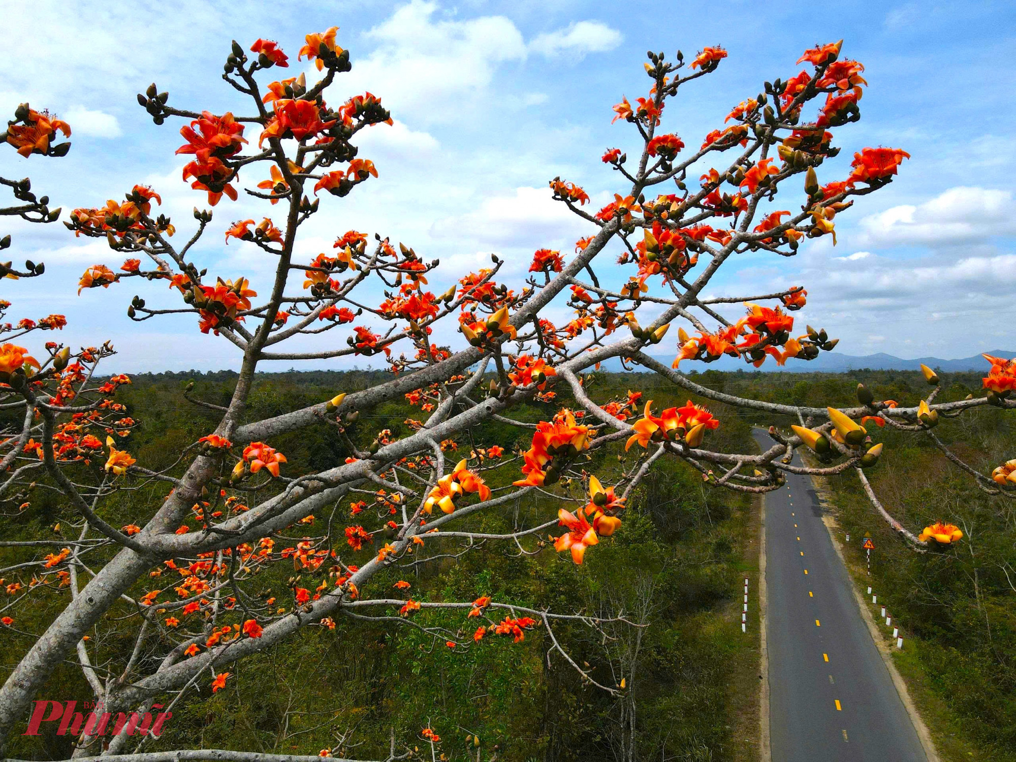 Chính trên những cành cây tưởng chừng khô cằn ấy, hàng ngàn bông hoa lại đồng loạt bung nở, đỏ rực một góc trời.