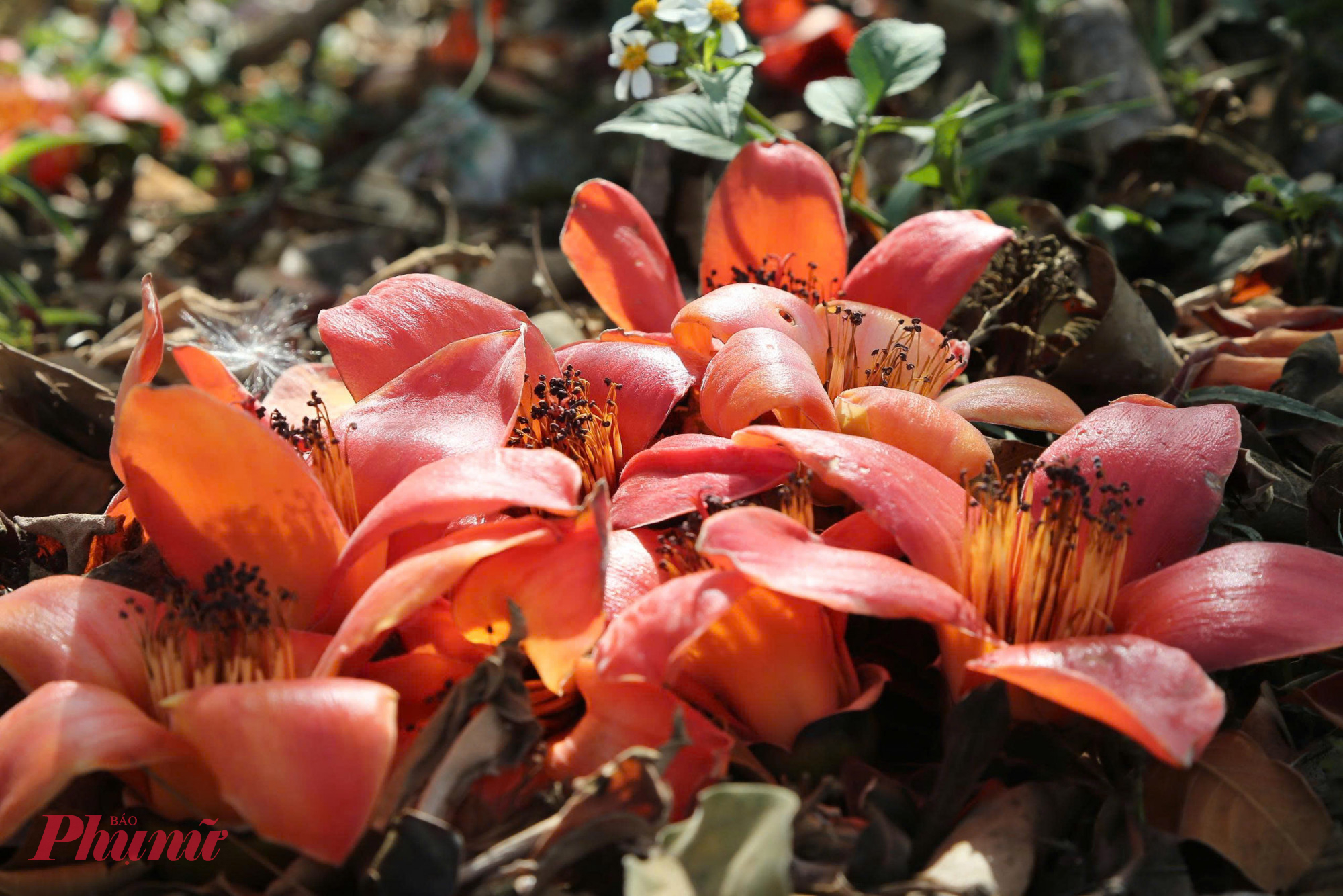 Không dịu dàng như mai vàng phương Nam, không kiêu sa như đào thắm xứ Bắc, pơ lang mang trong mình vẻ đẹp hoang dại và mãnh liệt. 