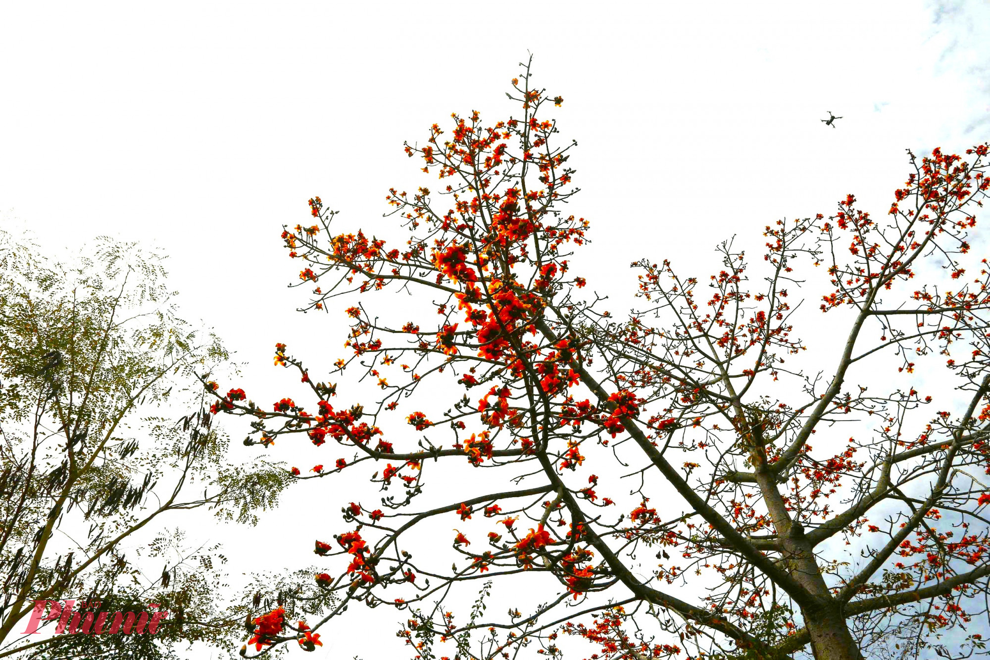 Nhiều người Tây Nguyên tin rằng, khi cây pơ lang xanh tốt là điềm báo một năm mưa thuận gió hòa; khi hoa nở rộ cũng là tín hiệu mùa lễ hội rộn ràng đã về, mở ra một vụ gieo trồng mới đầy hy vọng.