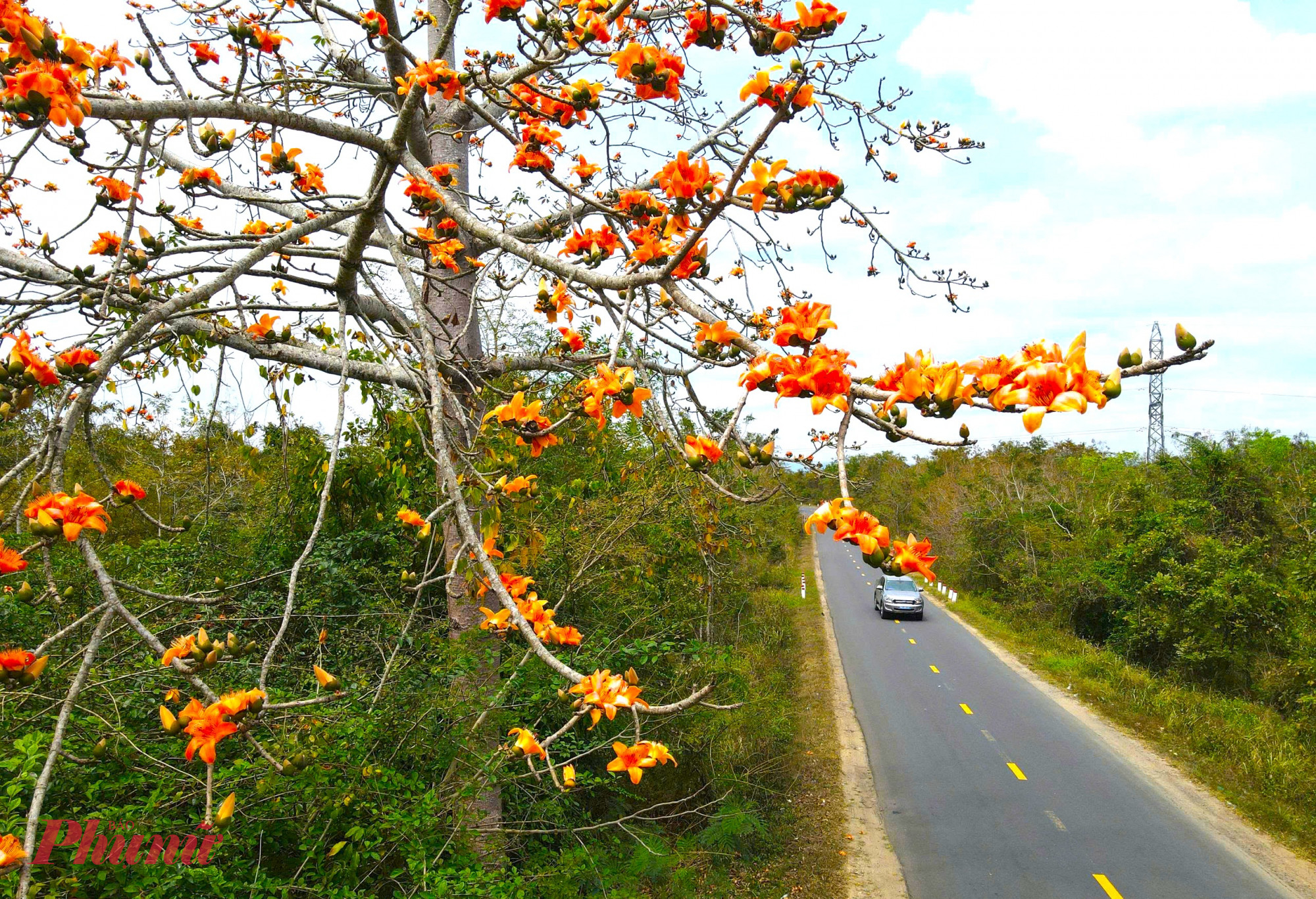 Sắc đỏ của hoa pơ lang không lẫn vào đâu được – đỏ đến nao lòng, đỏ như ngọn lửa thắp sáng cả không gian đại ngàn, khiến bất cứ ai ngang qua cũng phải chậm bước ngước nhìn.