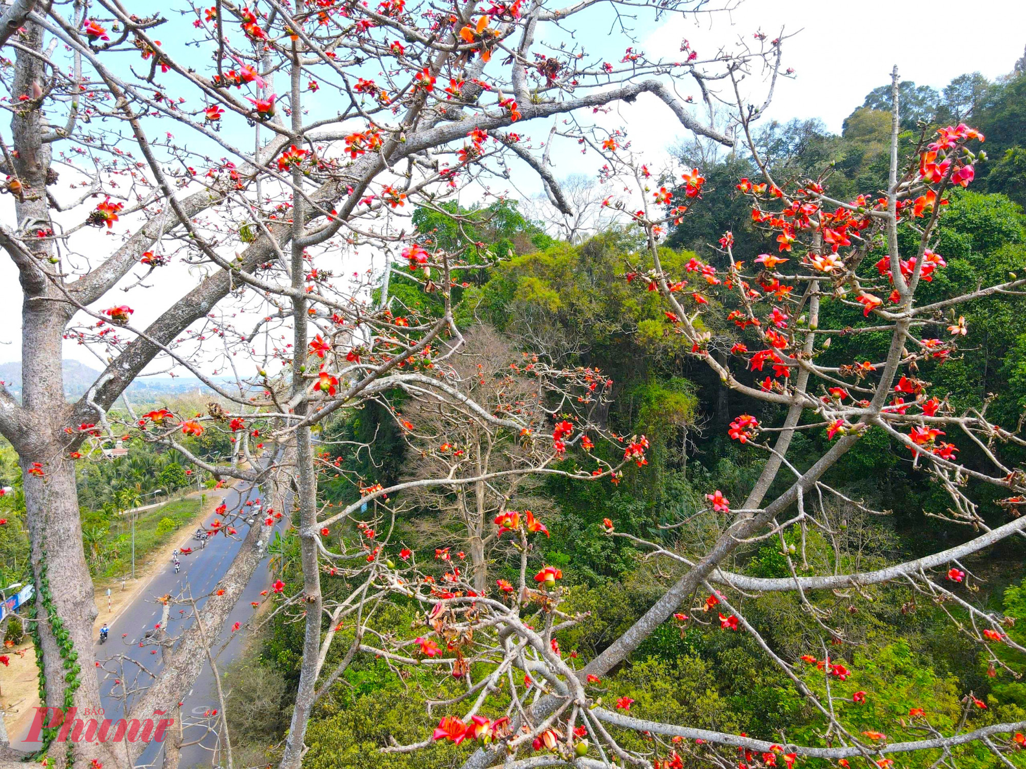 Những ngày cuối tháng Hai, khi cái lạnh cuối mùa vừa kịp rút chân qua, cũng là lúc những cây hoa pơ lang (hay còn gọi là hoa gạo) trên khắp địa bàn tỉnh Đắk Lắk bắt đầu vào mùa khoe sắc. 