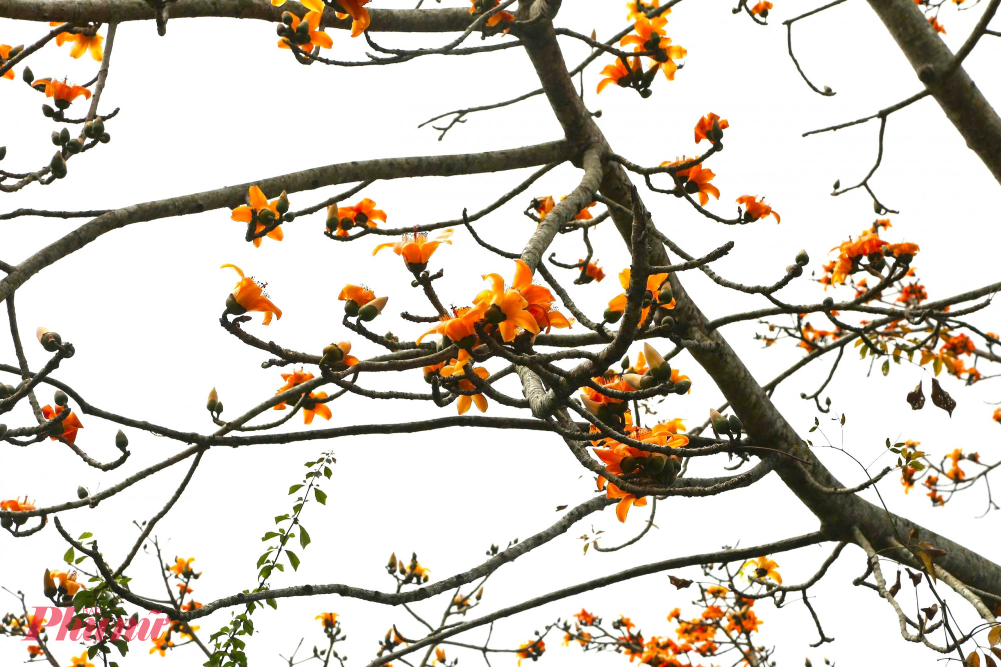 Trong những giai thoại được truyền lại qua nhiều thế hệ, pơ lang còn được xem là loài cây của thần linh, có khả năng xua đuổi tà ma, mang lại bình an cho buôn làng. 