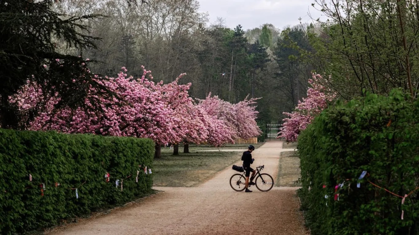 Công viên Bishan biến thành thiên đường màu hồng khi hoa loa kèn khoe sắc. Bishan trải dài từ đường Bishan đến khu vực thượng Thomson, có ngọn đồi nhân tạo, khu bảo tồn bướm và một dòng sông tự nhiên chảy qua.