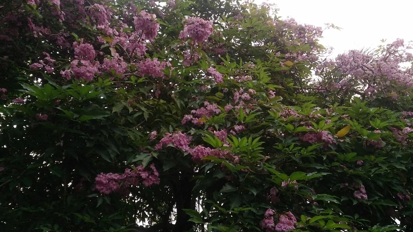 Công viên East Coast rộng hơn 1.800 m2 khoác lên sắc hồng rực rỡ khi đến mùa hoa kèn. Đây là công viên lớn nhất Singapore và có bãi biển nhân tạo. Hàng năm, công viên thu hút rất đông lượt khách đến thăm.