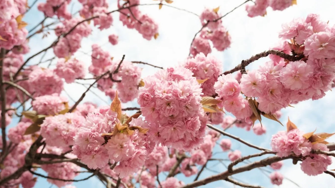 Công viên ven sông Sengkang. Vào mùa hoa kèn, công viên này ngập tràn sắc hồng, hòa với màu xanh của cây cối tạo nên một không gian thiên nhiên lý tưởng.  Ở đây có vùng đất ngập nước nhân tạo lớn nhất Singapore, một cây cầu ven sông dài 290 mét và hơn 20 loài cây ăn quả như xoài, nhãn, khế, me, thanh long…