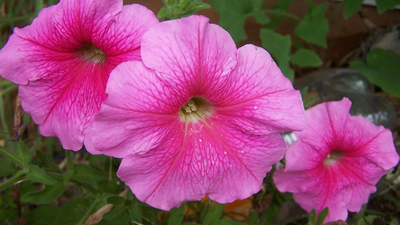 Jurong Lake Gardens mang vẻ đẹp dịu dàng khi tràn ngập sắc hoa kèn. Ở đây có đồng cỏ, vườn Trung Hoa, vườn Nhật Bản, khu vui chơi mạo hiểm và các hoạt động thể thao dưới nước. 