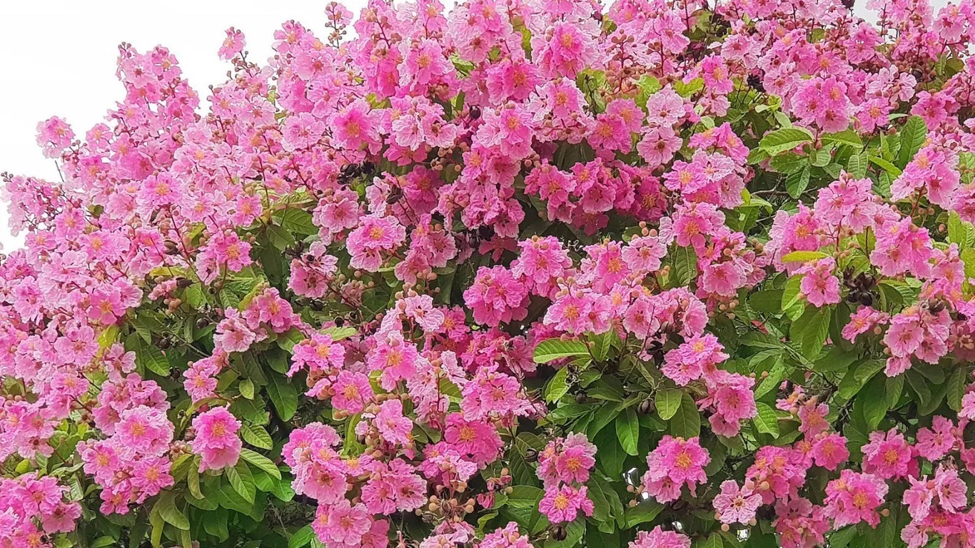 Ulu Pandan Park Connector. Nằm dọc hai bờ sông Sungei Ulu Pandan, nơi đây rực rỡ với sắc hồng của hoa kèn, hoa mempat và hoa saraca vàng. Bạn cũng có thể chiêm ngưỡng các loài chim như: vàng anh, vẹt, chim sẻ và diệc sọc cùng rái cá, thằn lằn, cá và rùa. 