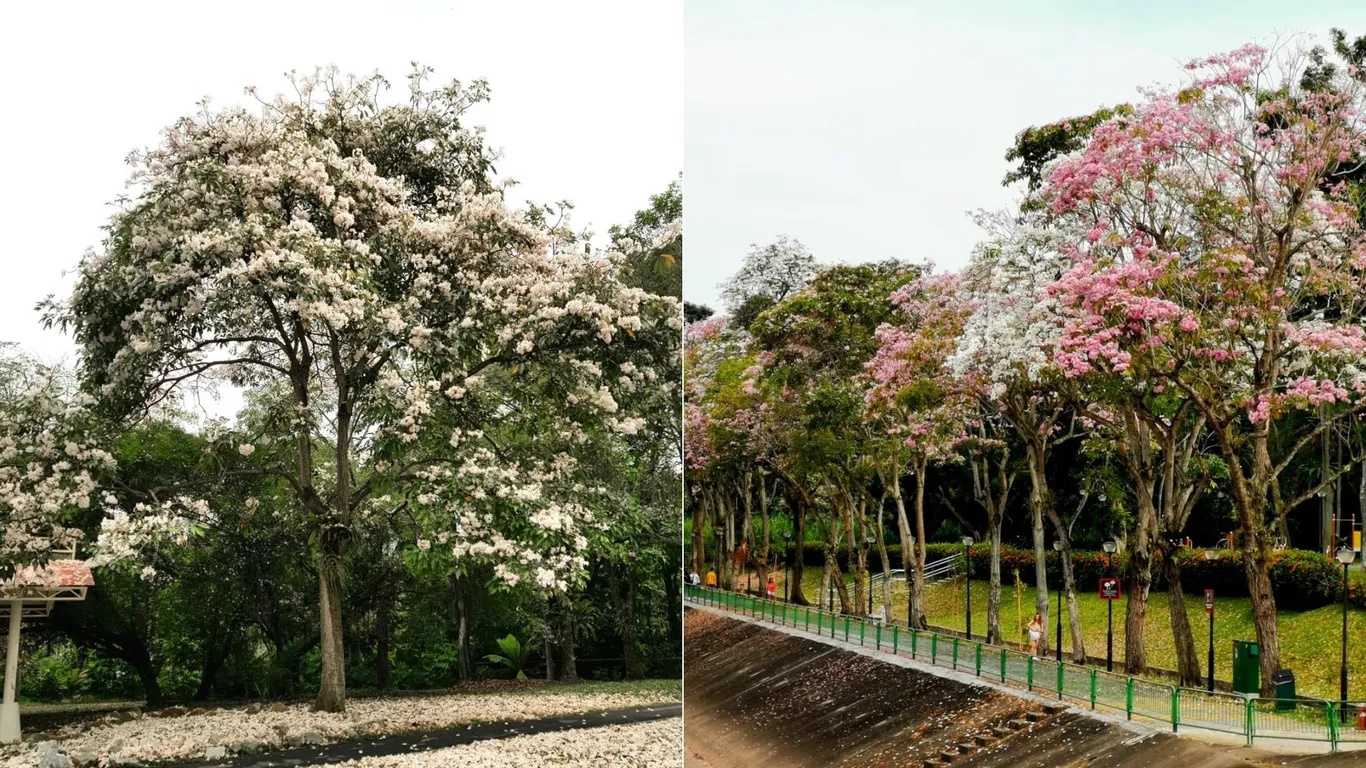 Công viên Yishun có khung cảnh tuyệt đẹp vào mùa xuân khi những hoa kèn duyên dáng nở rợ trên các lối đi bộ. Công viên có vườn ươm Dipterocarp với hơn 70 loài cây rừng nhiệt đới, sân chơi trẻ em và các sân đa năng. Ngoài ra còn có cây cầu dài 84 mét, nối liền với công viên Ao Yishun kế bên. 