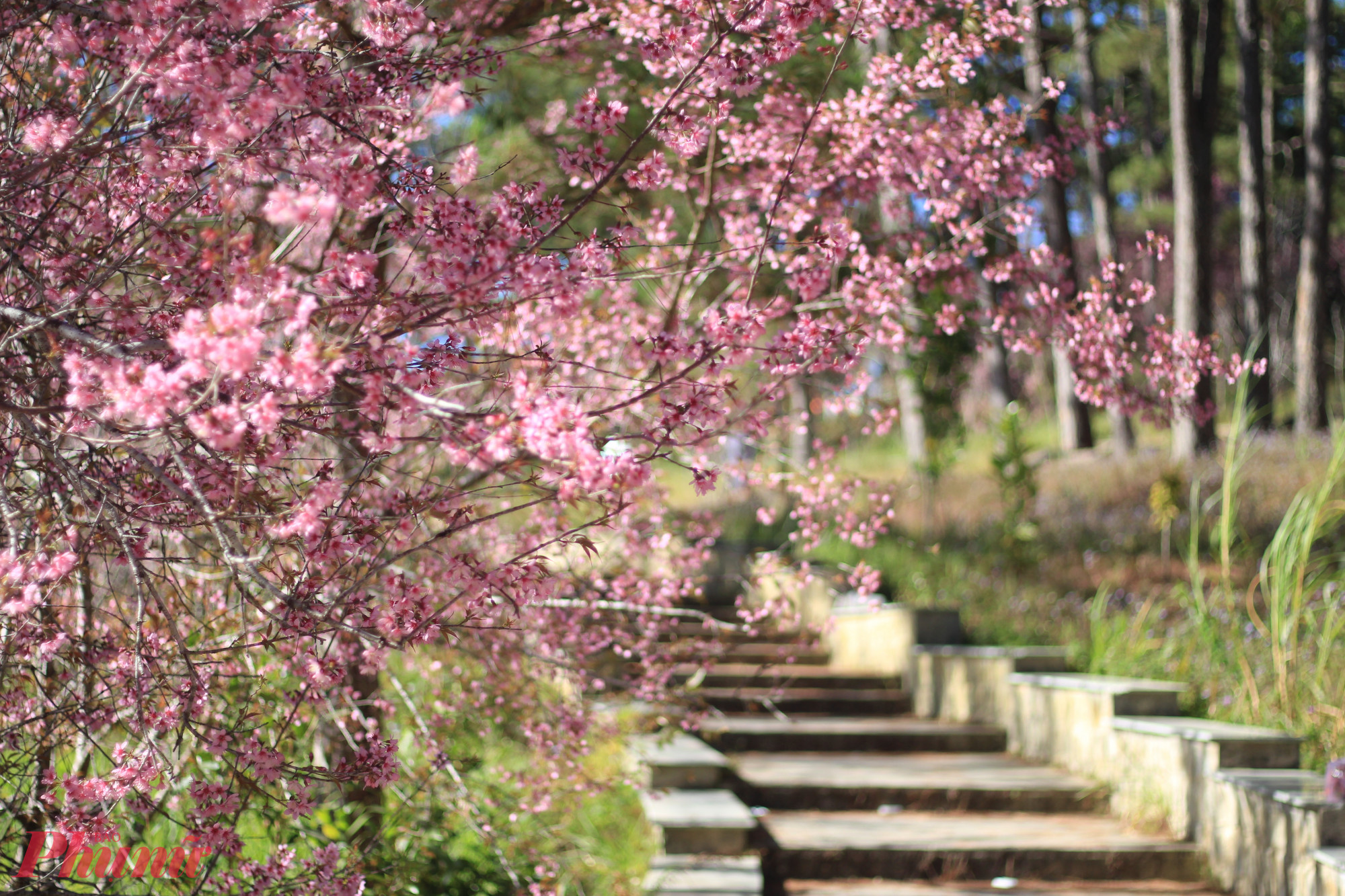 Do táo gai khó thích nghi với khí hậu nóng ẩm Việt Nam, nhất chi mai là sự thay thế hoàn hảo. Loài cây này sở hữu thân gỗ xù xì, hoa trắng thanh khiết mang vẻ đẹp u buồn, cổ điển rất Đồi gió hú. Bạn nên trồng cây trong đất tơi xốp, thoát nước tốt và để nơi đủ sáng. Đây là lựa chọn tối ưu vì vừa dễ chăm sóc, vừa tái hiện trọn vẹn nét ma mị, hoang dã của nguyên tác.