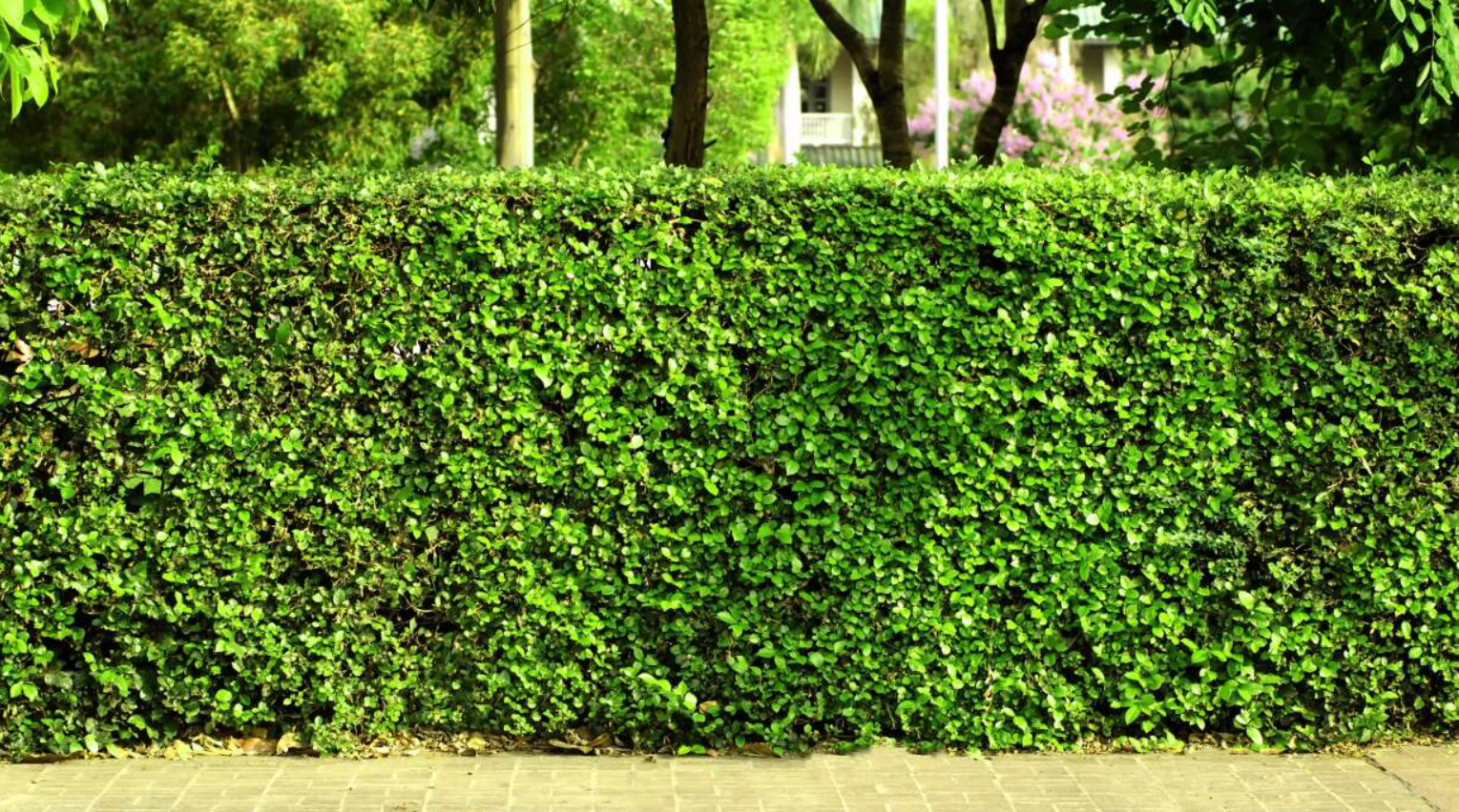 5 lựa chọn hàng rào độc đáo và bền vững cho khu vườn Hàng rào cây xanh là một giải pháp bền vững để tăng cường sự riêng tư ngoài trời đồng thời mang lại lợi ích cho môi trường. Ảnh: @Pexel.
