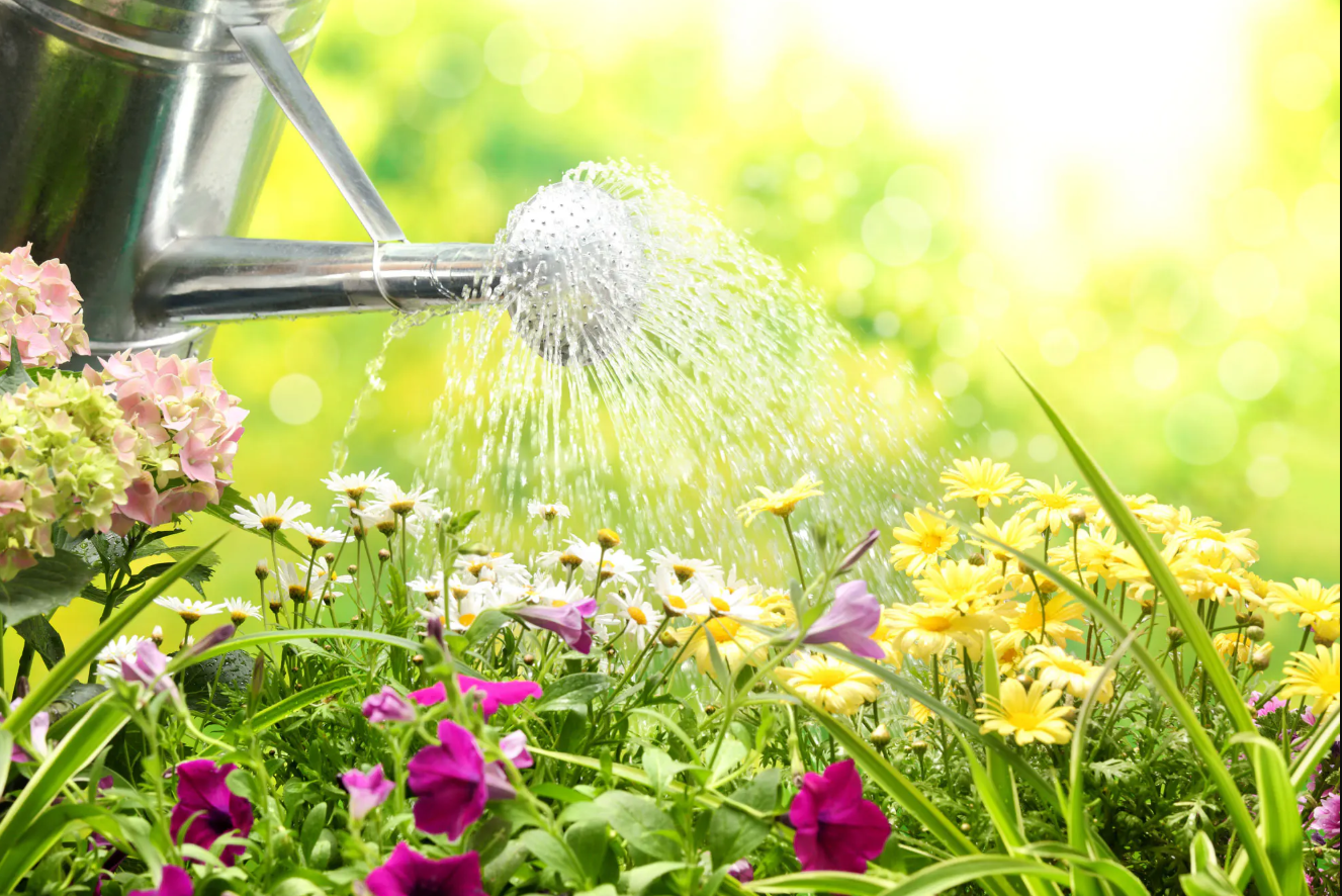 Mẹo tiết kiệm nước cho khu vườn của bạn. Ảnh: @Bristol Water.