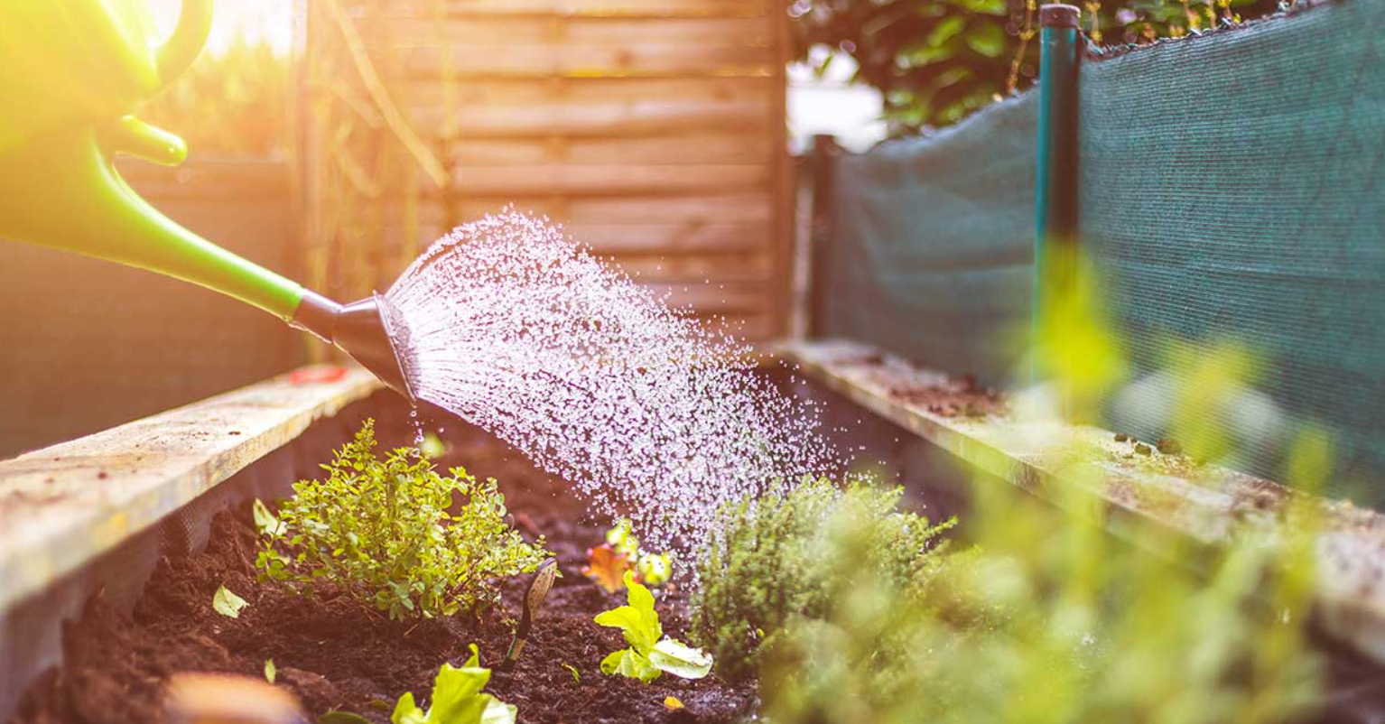 Bạn cũng có thể tiết kiệm nước bằng cách trồng các loại rau, hoa và cây bản địa không cần nhiều nước tưới hoặc chăm sóc đặc biệt. Ảnh: @ APG&E.