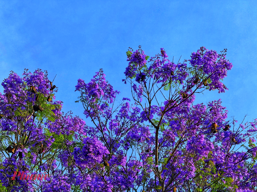 Những chùm phượng tím bung nở rực rỡ dưới ánh nắng chói chang của cao nguyên. Theo kinh nghiệm của những người săn ảnh, nắng gắt là chất xúc tác đặc biệt giúp sắc tím trở nên trong trẻo và tách biệt rõ rệt trên nền trời xanh, tạo nên vẻ đẹp rạng rỡ đặc trưng của Đà Lạt mùa màu thương.