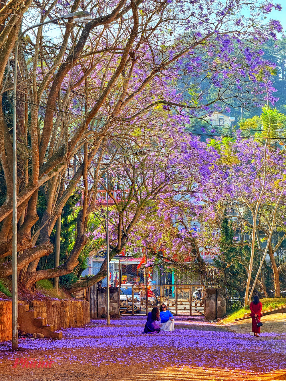 Sắc tím nhuộm kín khoảng sân tại khách sạn Công đoàn Đà Lạt, tạo nên một không gian tách biệt và yên tĩnh giữa lòng thành phố. Những thảm hoa rụng dày dưới gốc cây trở thành bối cảnh yêu thích để du khách thoải mái sáng tạo những khung hình lãng mạn mà không lo ảnh hưởng đến giao thông đường phố.