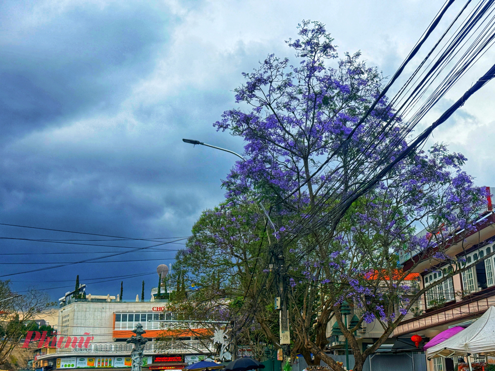 ây phượng tím cổ thụ trước cổng chợ Đà Lạt bung nở rực rỡ, trở thành điểm nhấn lãng mạn ngay giữa trung tâm phố thị náo nhiệt những ngày tháng 3