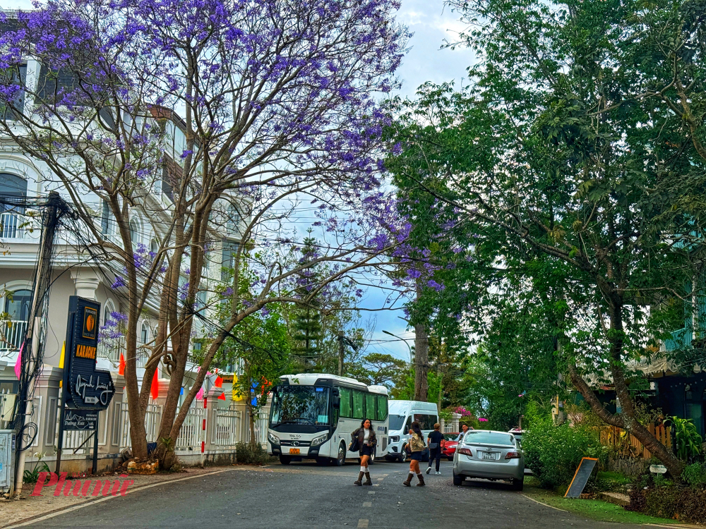 Du khách tản bộ và ghi hình dưới tán phượng tím tại khu vực đầu đường Cô Bắc - Cô Giang. Đây là cung đường check-in nổi tiếng, thu hút đông đảo bạn trẻ tìm đến mỗi khi mùa hoa về nhờ sự kết hợp giữa kiến trúc phố núi và sắc hoa mộng mơ.
