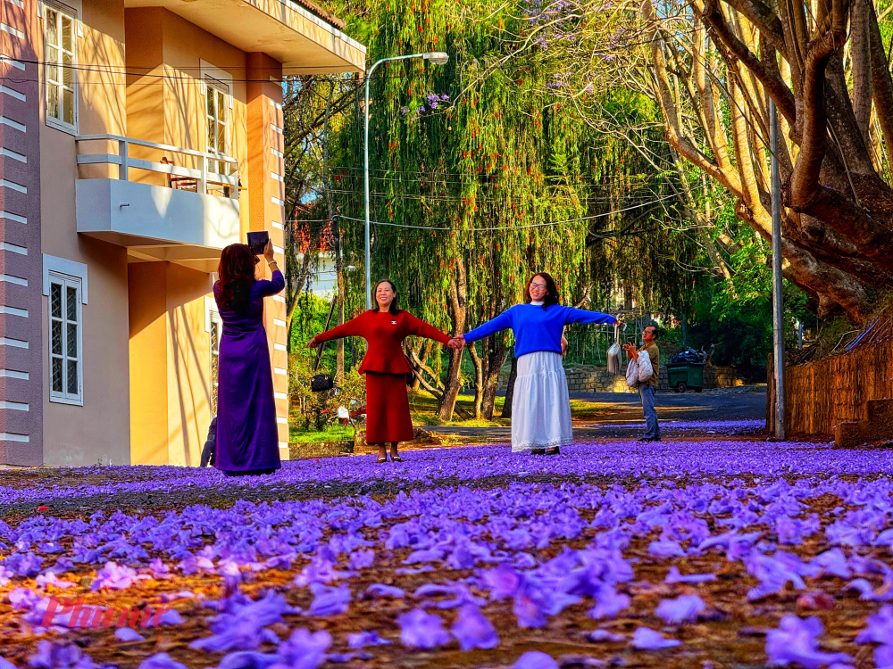 Hàng phượng tím bung nở rực rỡ và rơi đầy sân tạo nên một thảm hoa quyến rũ bên trong khách sạn Công đoàn. Dưới ánh nắng vàng rực rỡ của cao nguyên, sắc tím trở nên nổi bật, tạo nên một không gian lãng mạn đặc trưng của Đà Lạt mỗi độ tháng Ba về.